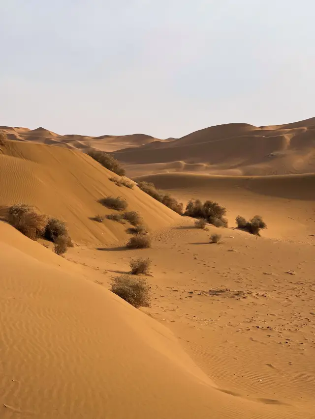 도시에서 가장 가까운 사막을 탐험하다—쿠무타그 사막