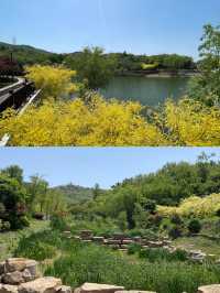 青島梅園～早春梅開