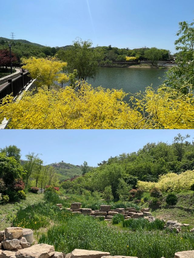 青島梅園～早春梅開