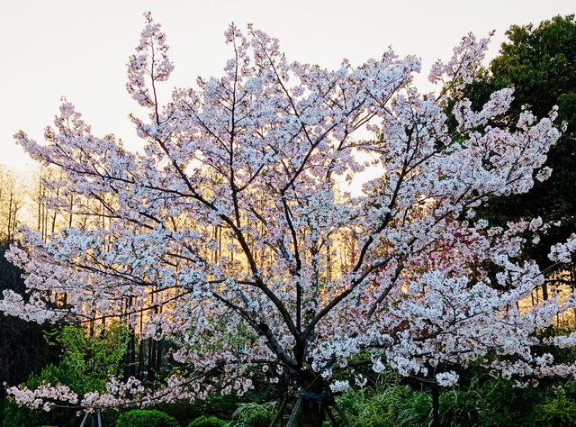 上海植物園夕陽一隅，春天玩點花的