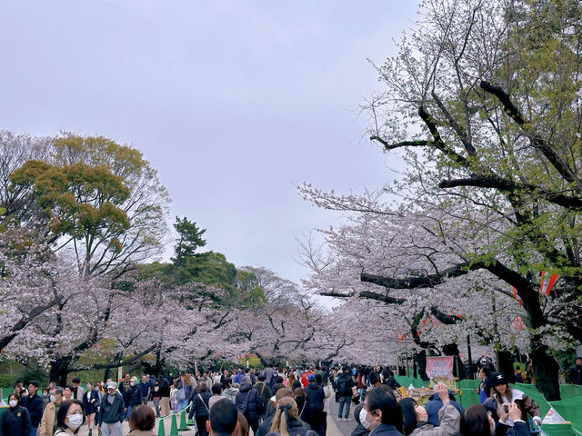 東京傳統賞櫻勝地，名單裡怎麼能少了它！