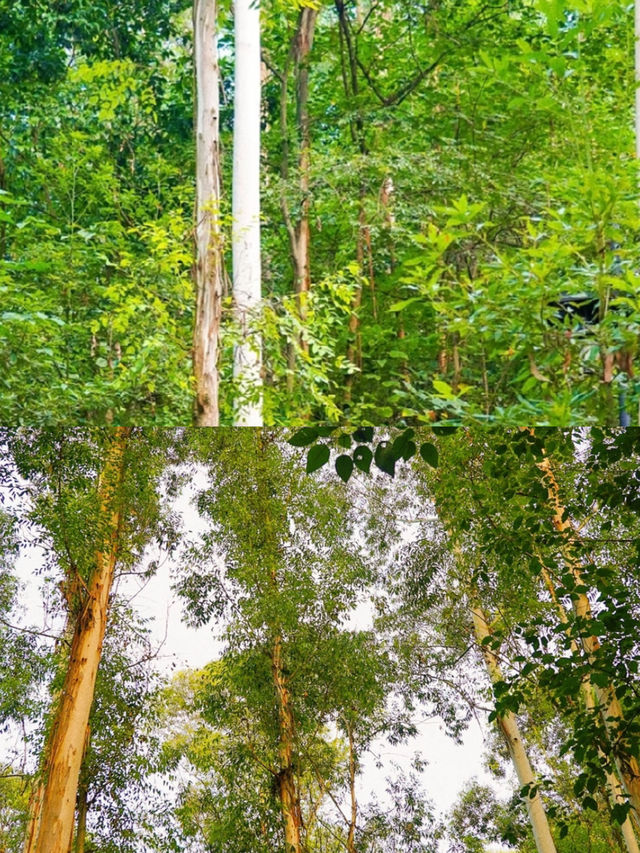 小川西秘境高山草甸見牛羊拍照yyds跟著找到馬邊這處未開發的