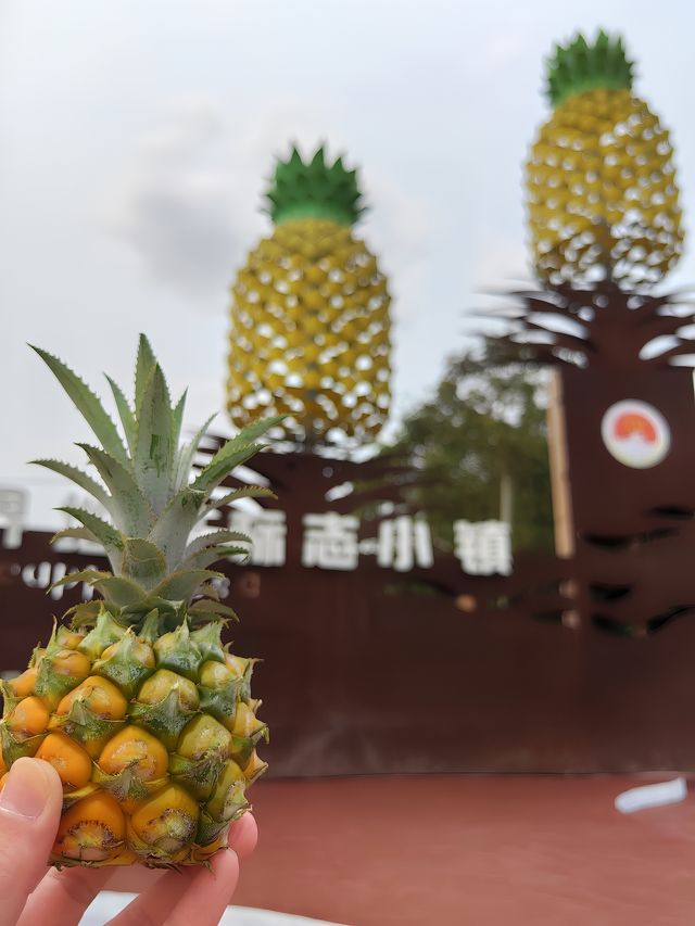 玩轉湛江｜菠蘿的海