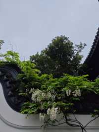 這個公園裡藏著470年的古藤