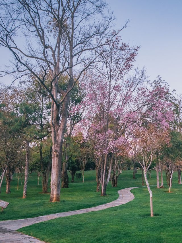 自駕雲南｜昆明石林生態公園：原來在夕陽下賞花更加浪漫