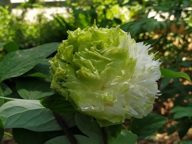 洛陽「網紅」牡丹合集來了!看哪朵戳中你的「心巴」? 洛陽「網紅」牡丹合集來了!看哪朵戳中你的「心巴」?