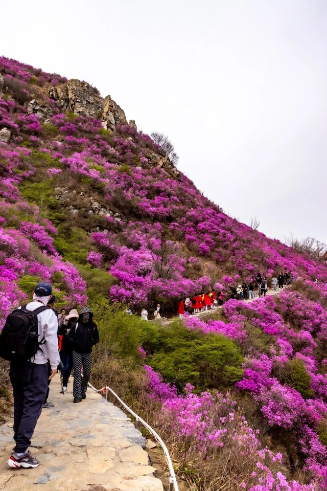 大連 | 杜鵑花雲海