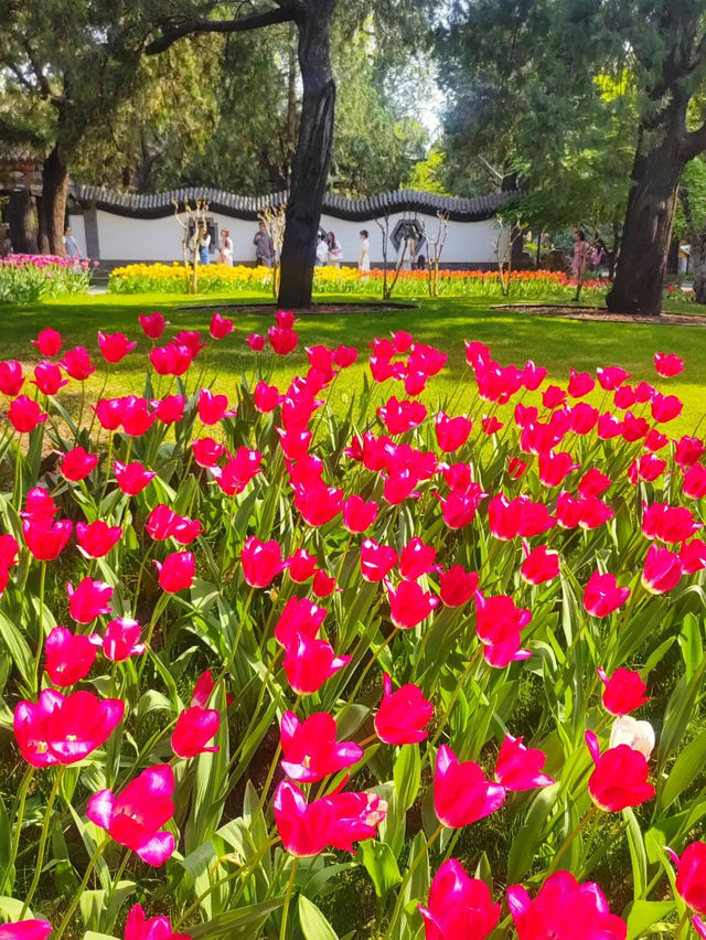  🌸 Spring Serenity at Zhongshan Park 🌳 🌼 