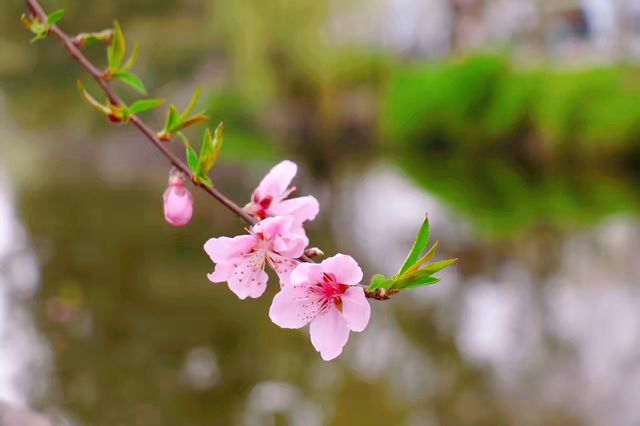 西溪濕地公園踏春記，春意盎然覓芳蹤！