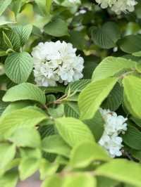 泉城公園識植物