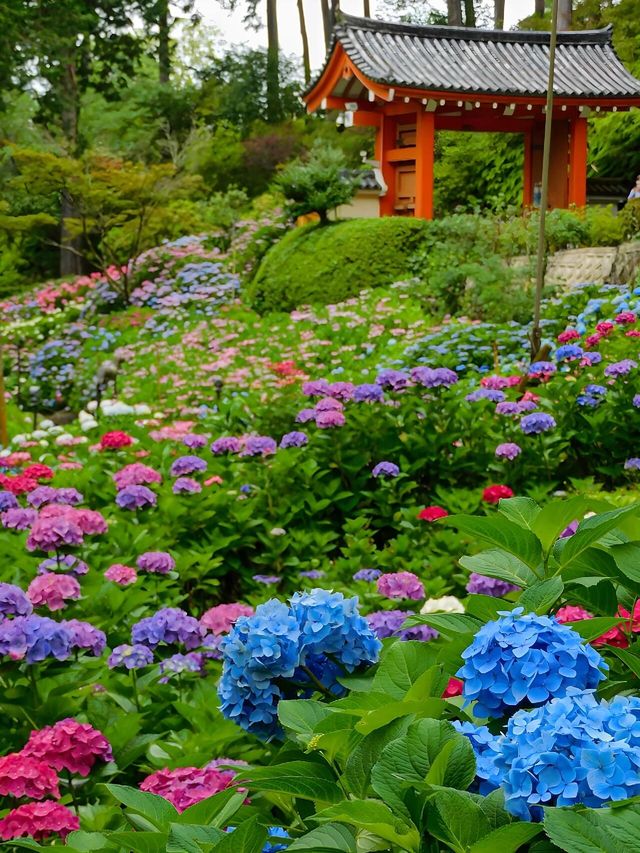 關西夏季限定開始期待紫陽花無盡夏！