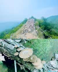 九龍山|玻璃棧道驚險刺激