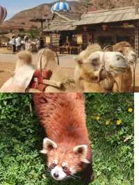 秦嶺野生動物園開園了，不一樣的體驗
