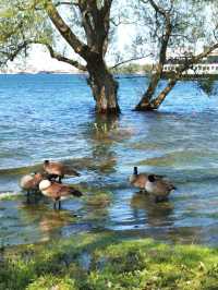湖心島公園：這絕美的城市天際線，比紐約曼哈頓也不遑多讓