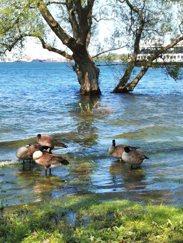 湖心島公園：這絕美的城市天際線，比紐約曼哈頓也不遑多讓