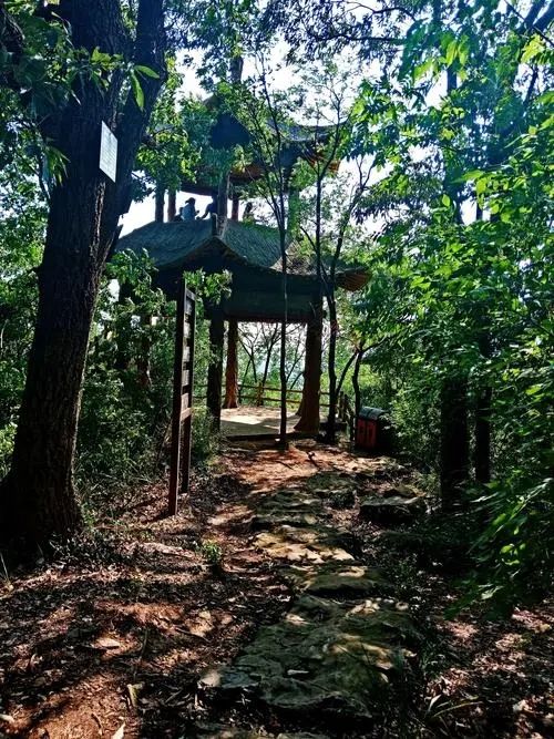 大口國家森林公園奇遇記