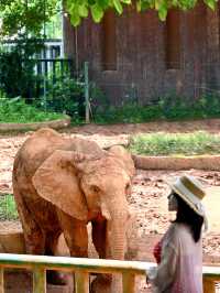 高鐵直達走進動物王國48H暢玩攻略