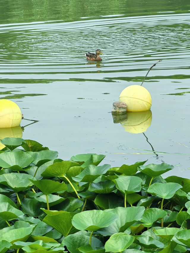 荷花蓮花連翹紫薇｜陶然亭公園太寶藏了