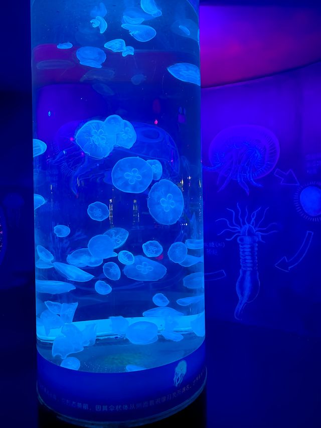 東莞藍色夢境 | 超出片的海洋館