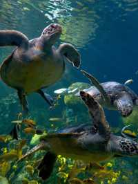 🌟 San Diego's Spectacular Sights: Museums, Zoos & More! 🌊🐬