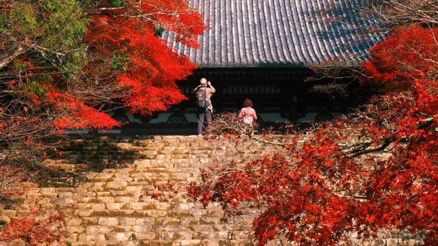 日本紅葉季！這條賞楓路線美爆了