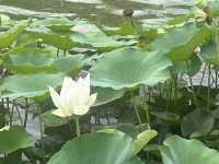 西安興慶宮公園小記。