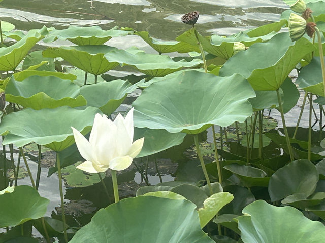 西安興慶宮公園小記。