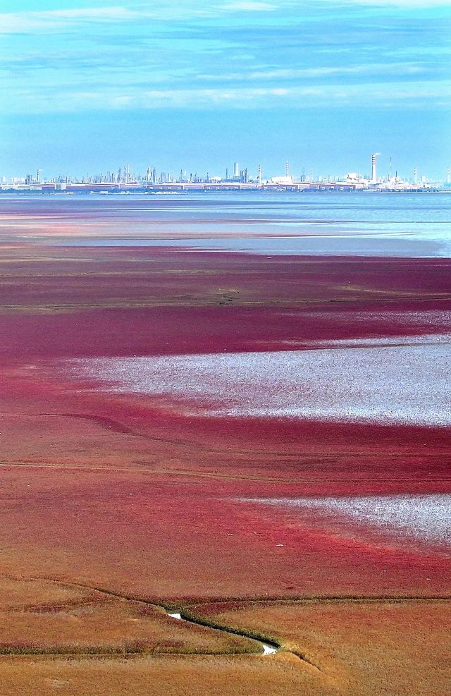 中國最北海岸線旁的「紅色海灘」。