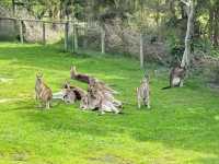瑪璐考拉和動物公園旅遊攻略。