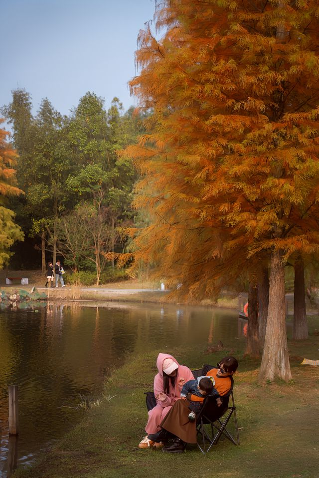 長沙賞秋寶藏地公園20分鐘效應。