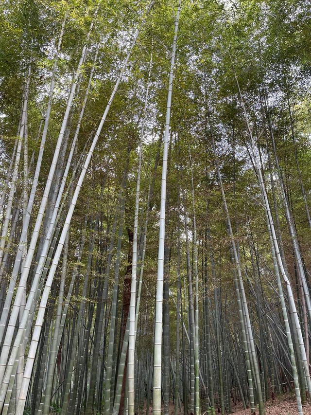 武漢 | 青龍山 | 一起徒步+快樂吸氧。