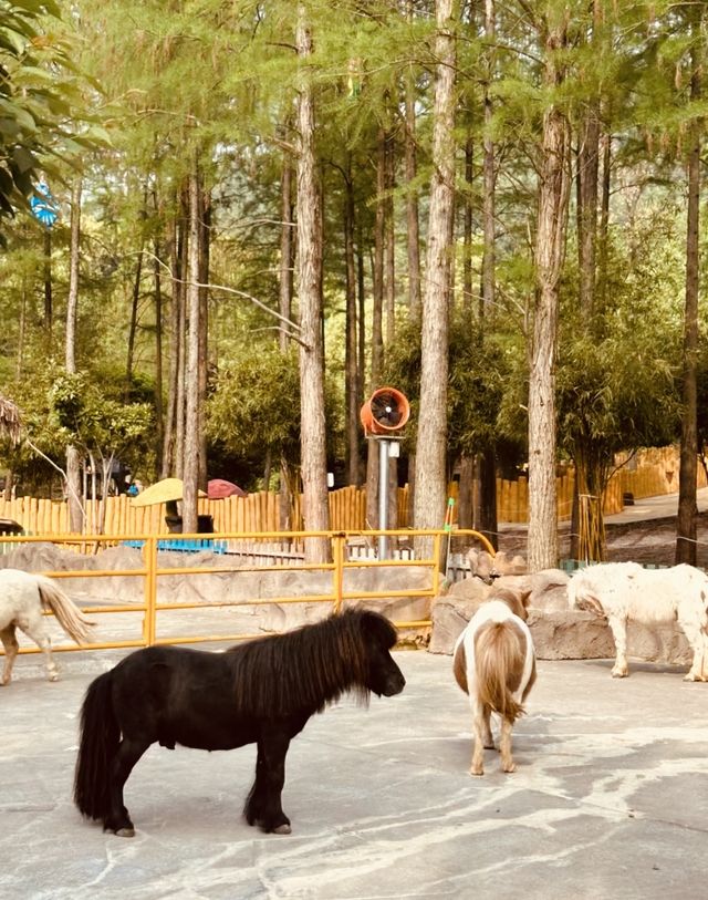 武漢動物園遊玩攻略。
