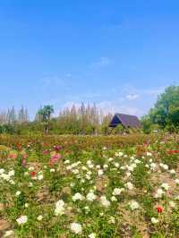 上海濱江森林公園花海谷｜拍照絕美地。
