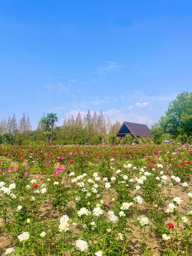上海濱江森林公園花海谷｜拍照絕美地。