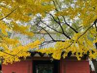 少林寺的千年古銀杏……。