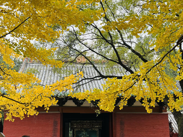 少林寺的千年古銀杏……。