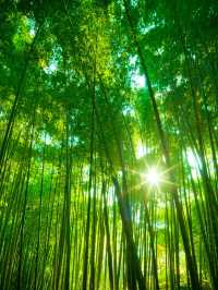 宜賓2日遊 秋天的正確打開方式。