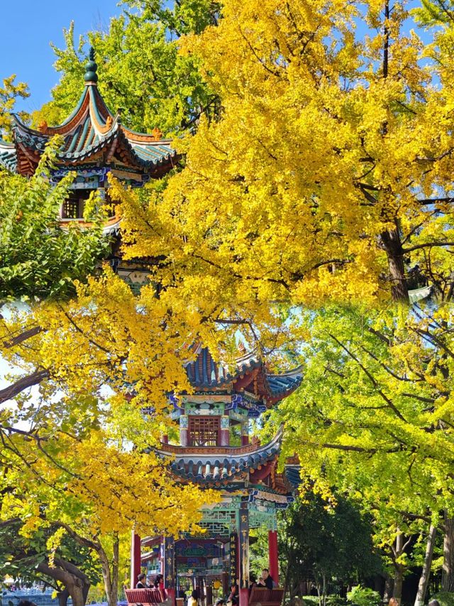 昆明翠湖公園｜銀杏已經 next level！！