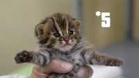 Nagoya Zoo Exhibits Five Tsushima Leopard Cat Cubs