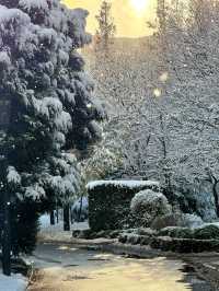 大連初雪絕美 勞動公園張張封神！