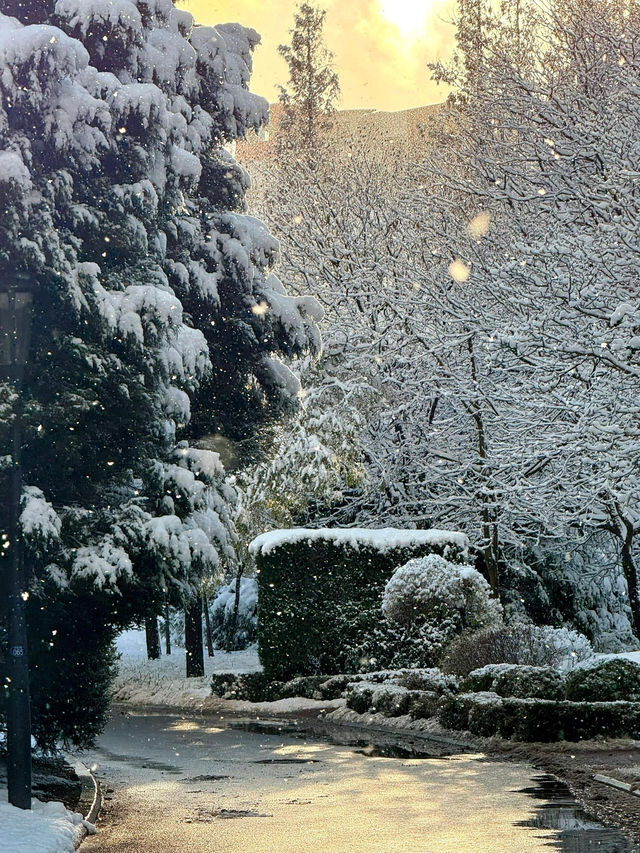 大連初雪絕美 勞動公園張張封神！