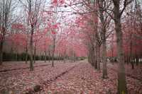 賞滿地紅楓，看農民畫，這裡是季節限定的紅色。