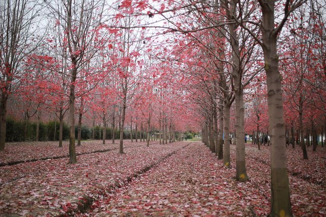 賞滿地紅楓，看農民畫，這裡是季節限定的紅色。