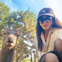 🦌 Oh deer! Looks like Nara just stole my heart😍♥️