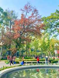 廣州人民公園楓葉手機直拍！真的已經紅了