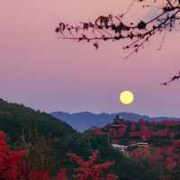 2. 《雲南無量山櫻花谷：開啟夢幻冬日的粉色花約》