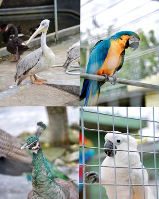 Yangjiang Fuxing Zoo: A Natural Paradise in the City|