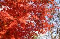 又是一年楓葉紅~~花開海上生態園