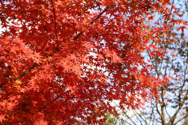 又是一年楓葉紅~~花開海上生態園