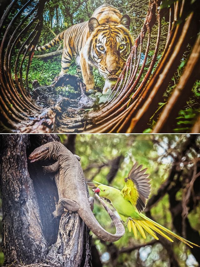 山海有靈｜跟隨中國國家地理鏡頭看野生生物之美